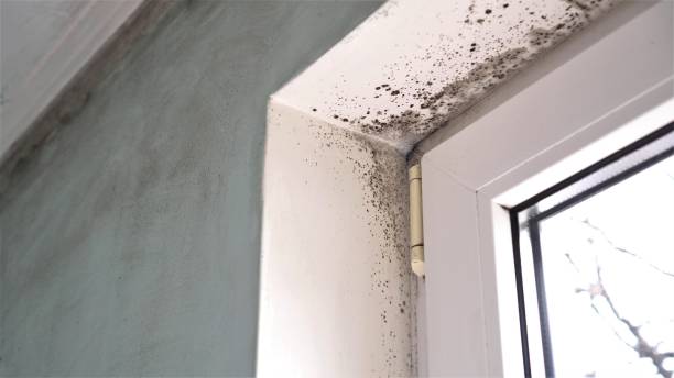 Mold Testing and Removal in Sloatsburg, NY