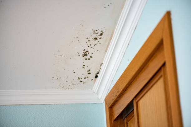 Best Fast Mold Removal  in Sloatsburg, NY