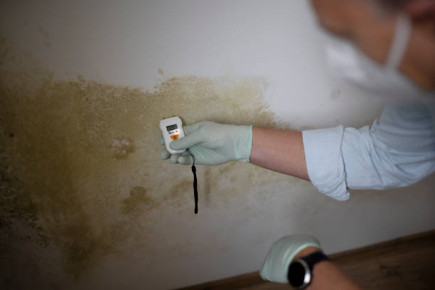 Best Office Mold Removal Services  in Sloatsburg, NY