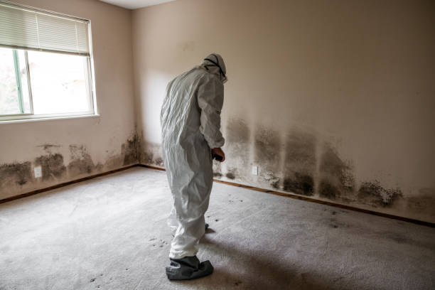 Best Residential Mold Removal  in Sloatsburg, NY